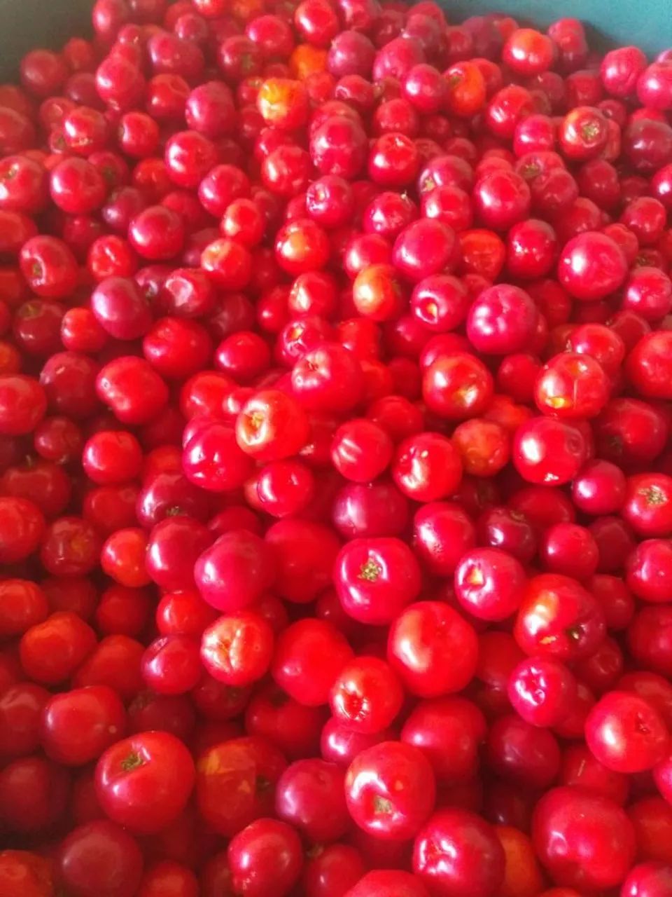 Acerola  congelada  - Foto 6