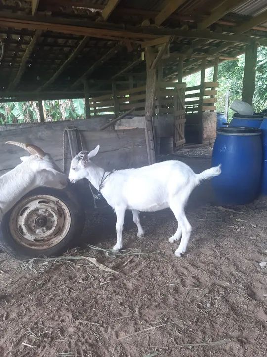 Cabras Brancas - Adulta e Jovem - Foto 4
