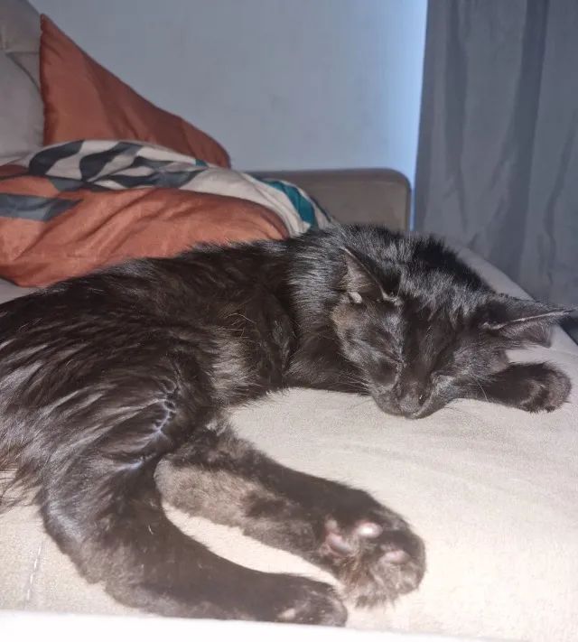 Adoção de gatinho (aproximadamente 5 meses)