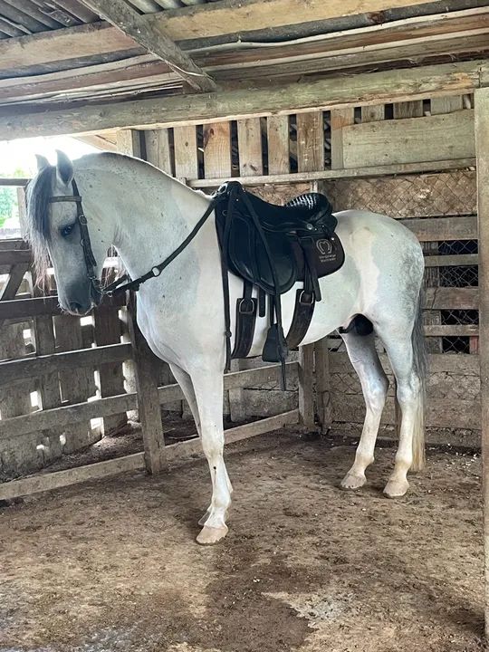 Manga-larga/ Picada  - Foto 3