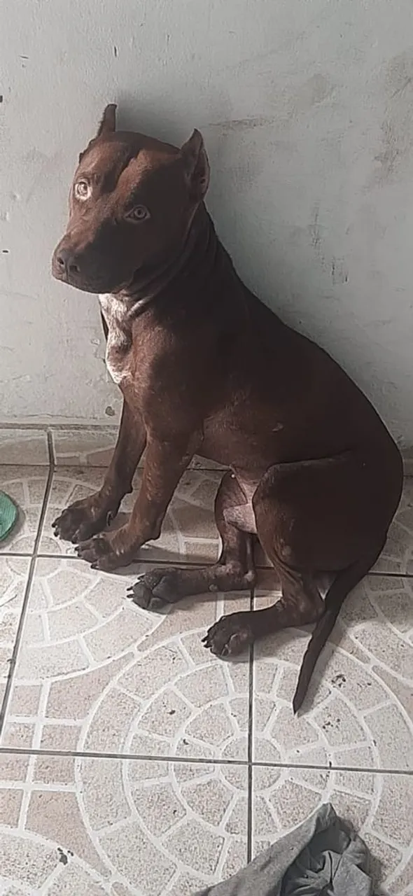 Pitbull Américo