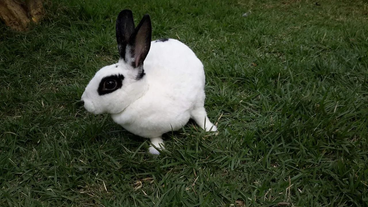 Coelho Branco e Preto - Adorável! - Foto 3