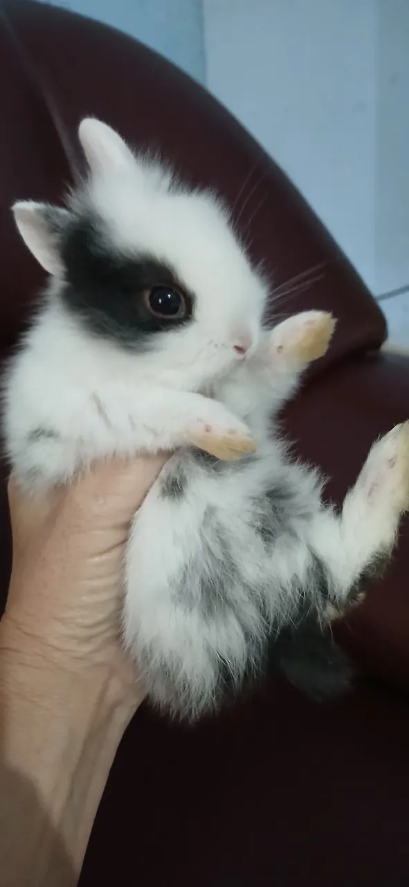 Coelhinhos filhotes meigos e de raça pequena