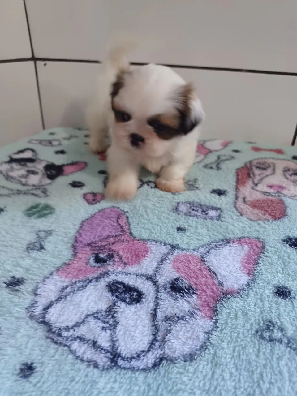 Filhote Shih Tzu, macho.