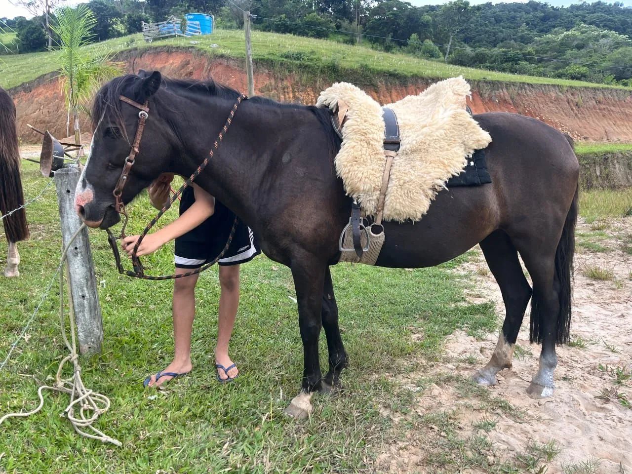 Égua e Potro - Foto 3
