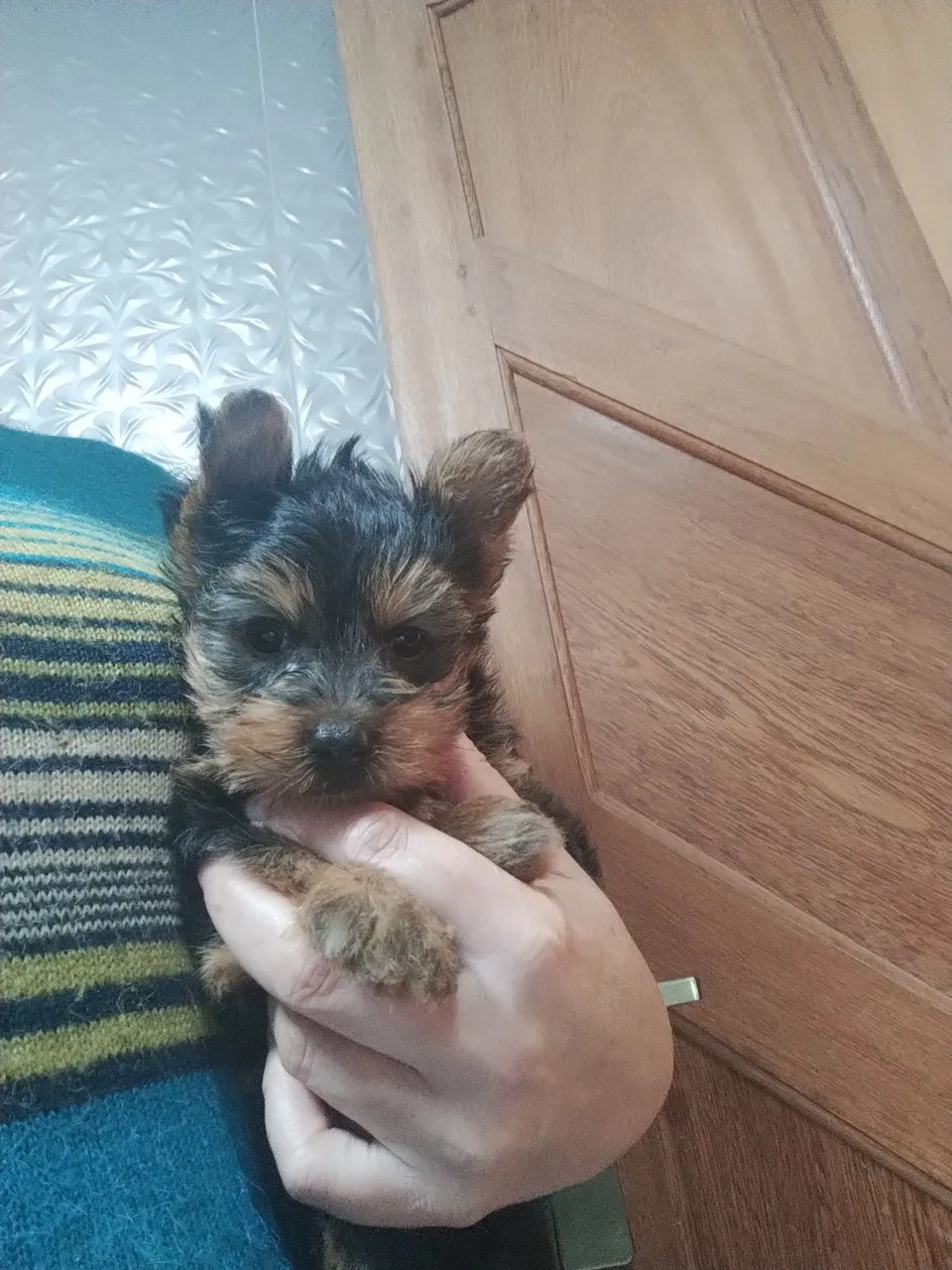 Filhote de Yorkshire Terrier disponível!