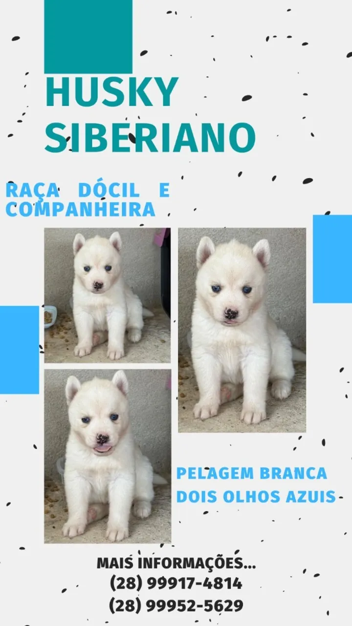 Husky Siberiano