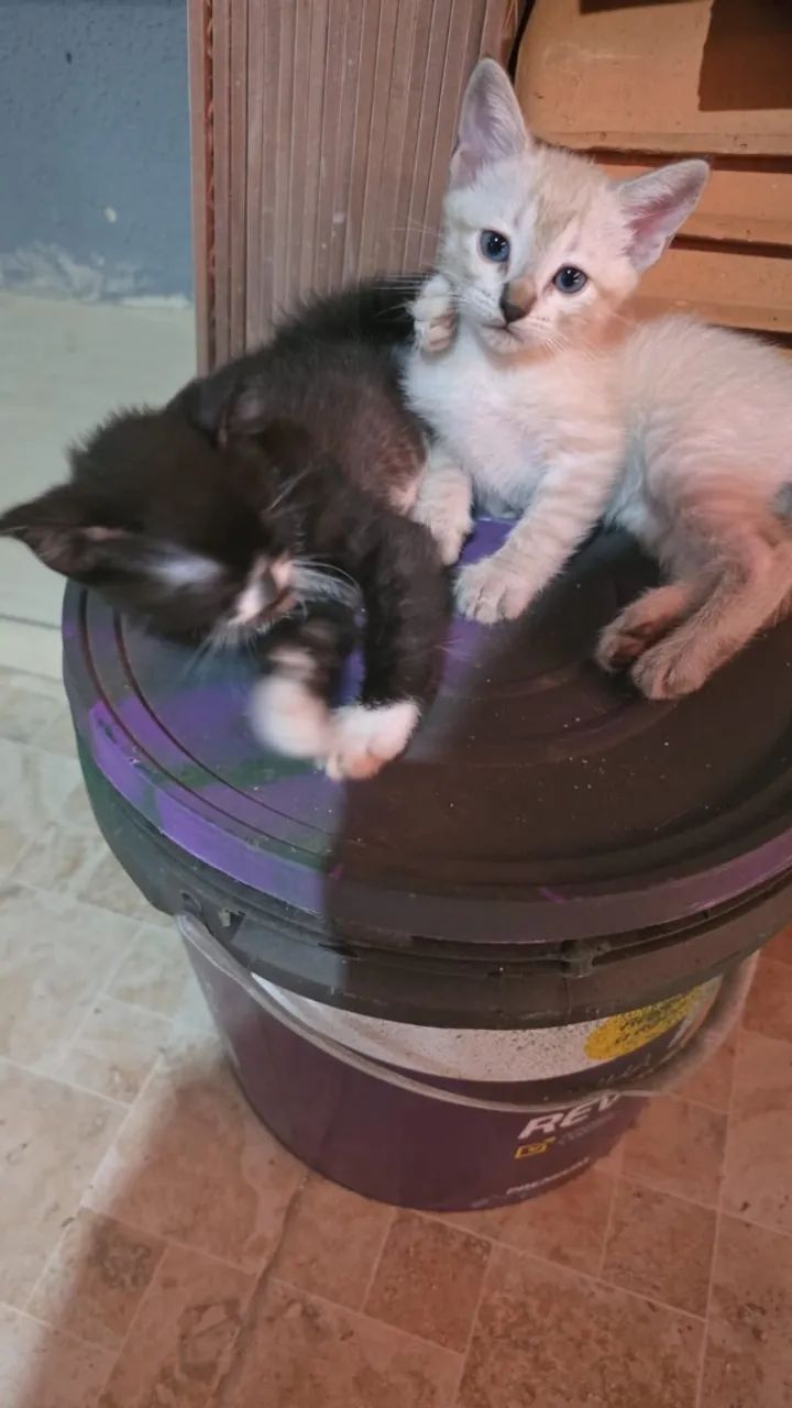 Filhote de gato - Foto 3