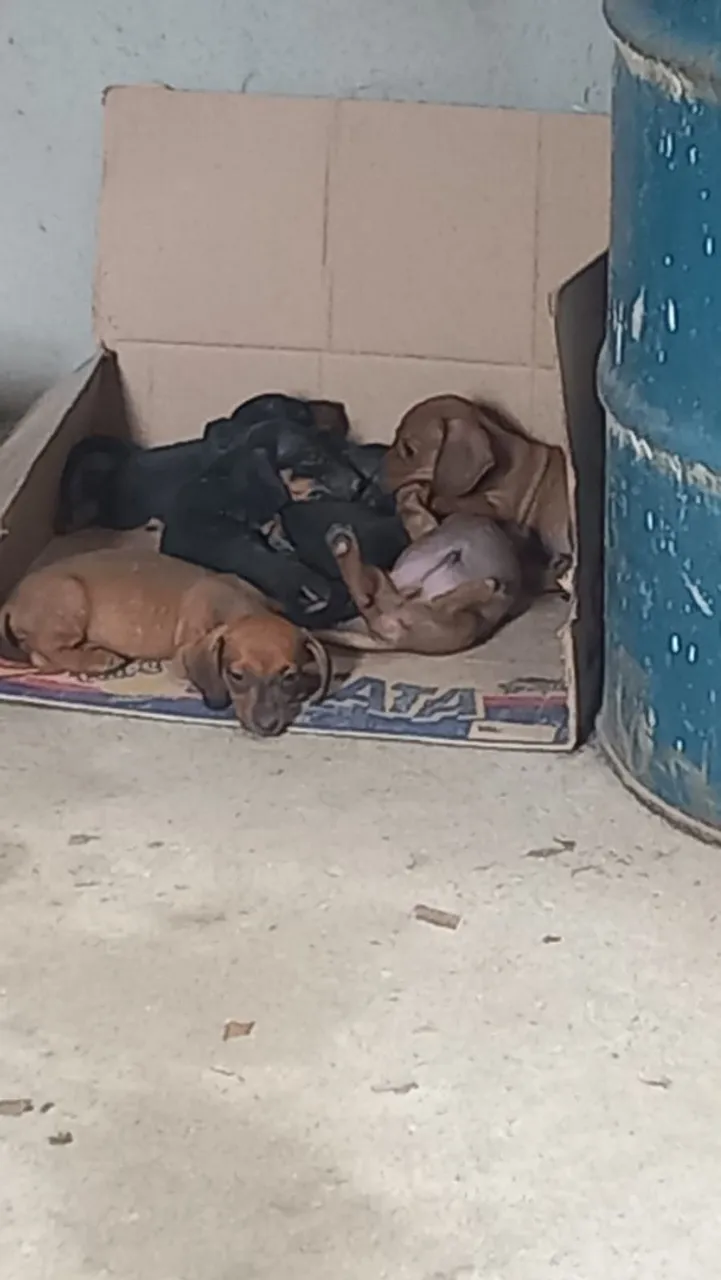 Vende-se lindos filhotes de salsicha 