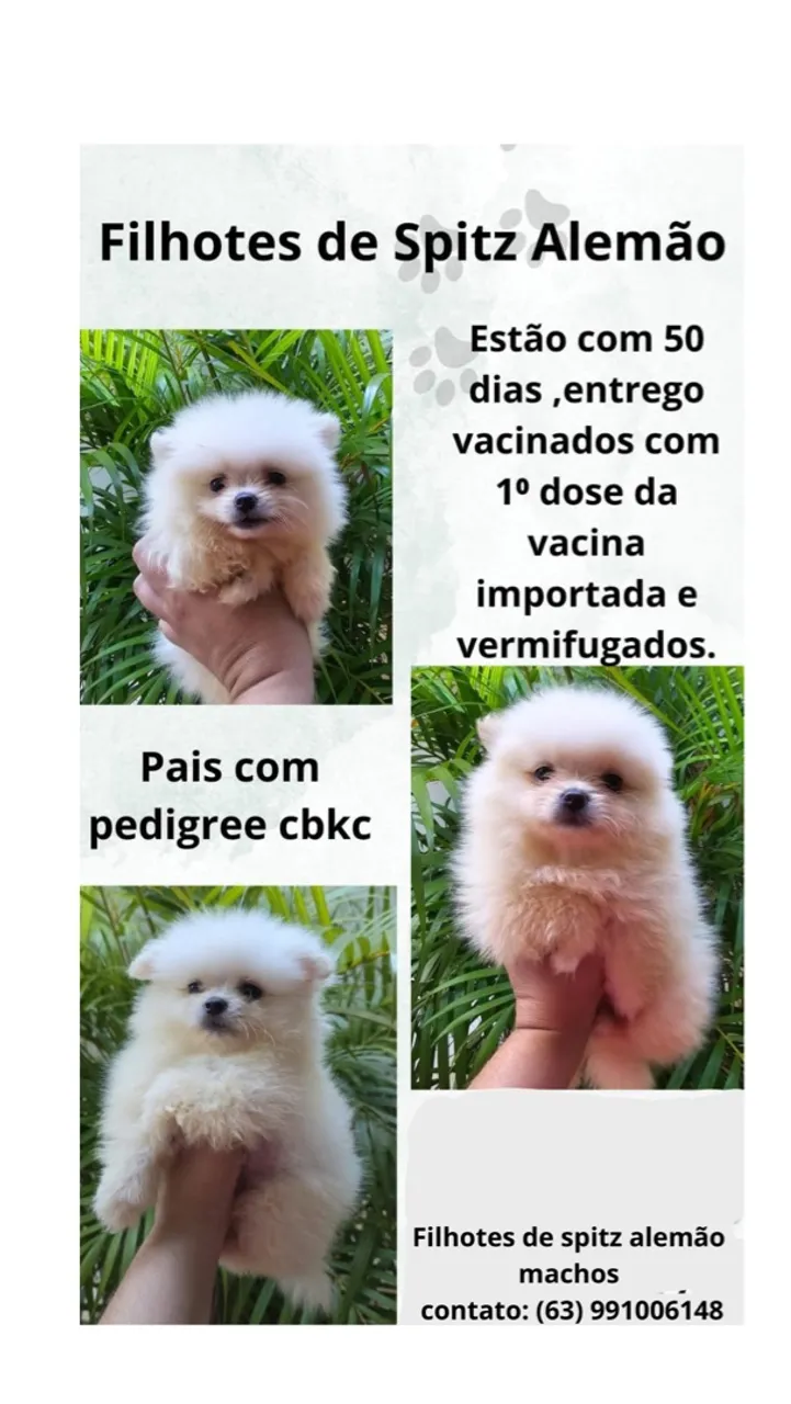Filhotes Spitz Alemão Machos - Pedigree e Saúde