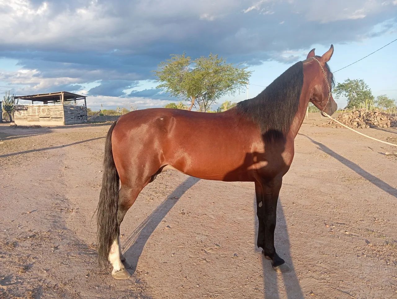 Vendo cavalo filho do Amado Ipê  - Foto 3
