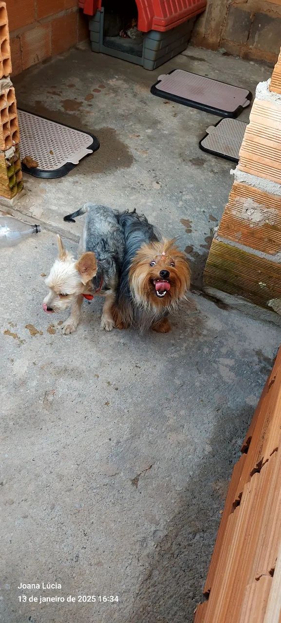 Vendo Yorkshire 1 300 cada são 3 fêmea  - Foto 5