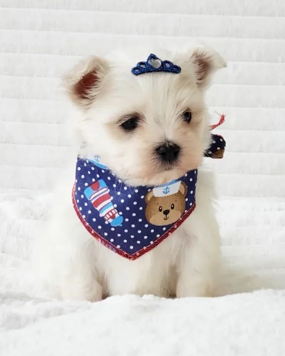 maltes mini disponivel - Foto 3