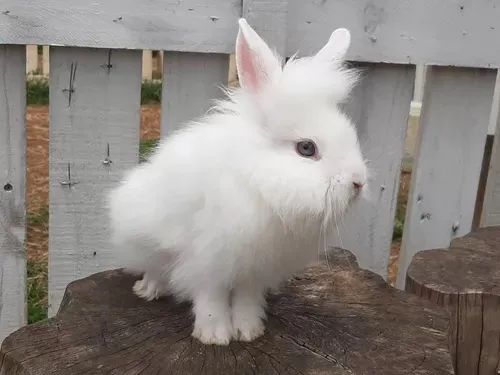 Filhotes de Coelhos Mini Lions