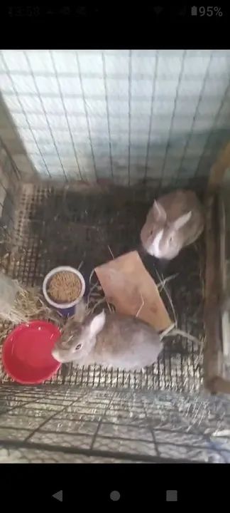 Dois coelhos fofinhos para doação adoção - Foto 2