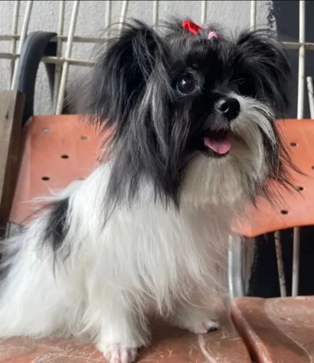 Shih Tzu fêmea  - Foto 6