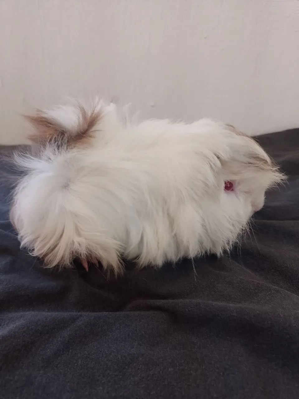 Porquinho da índia peruano macho 