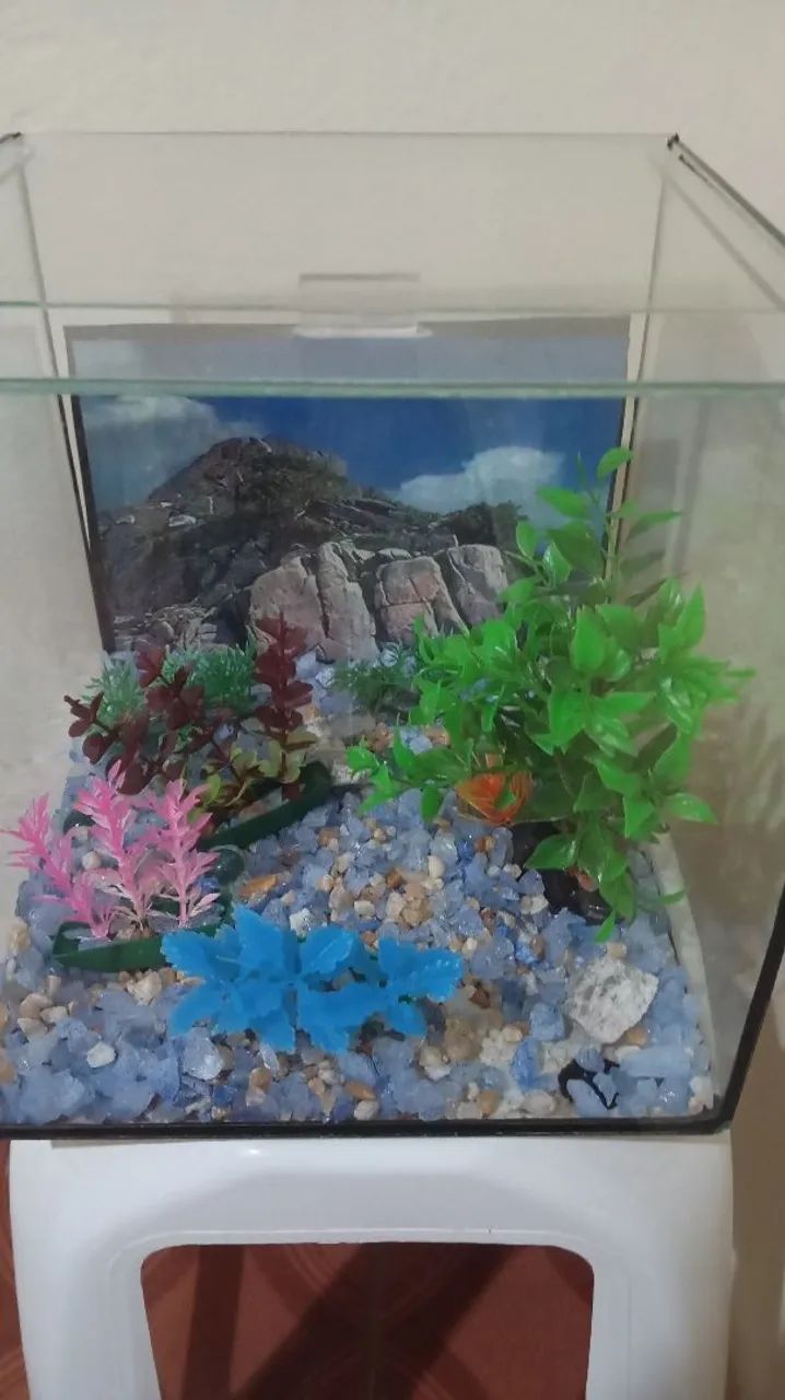 Aquário 10 Litros disponível para venda 