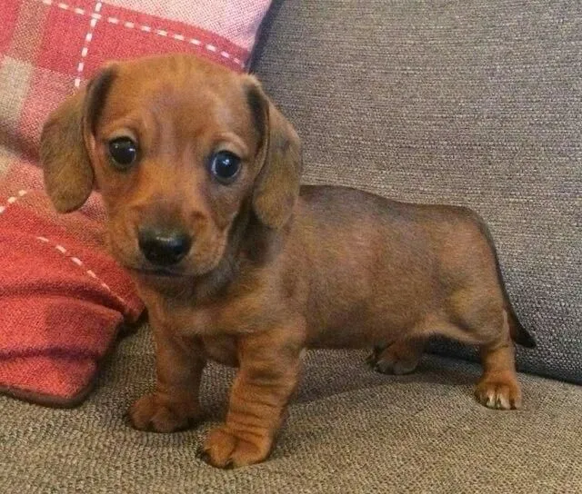 Linda fêmea de basset