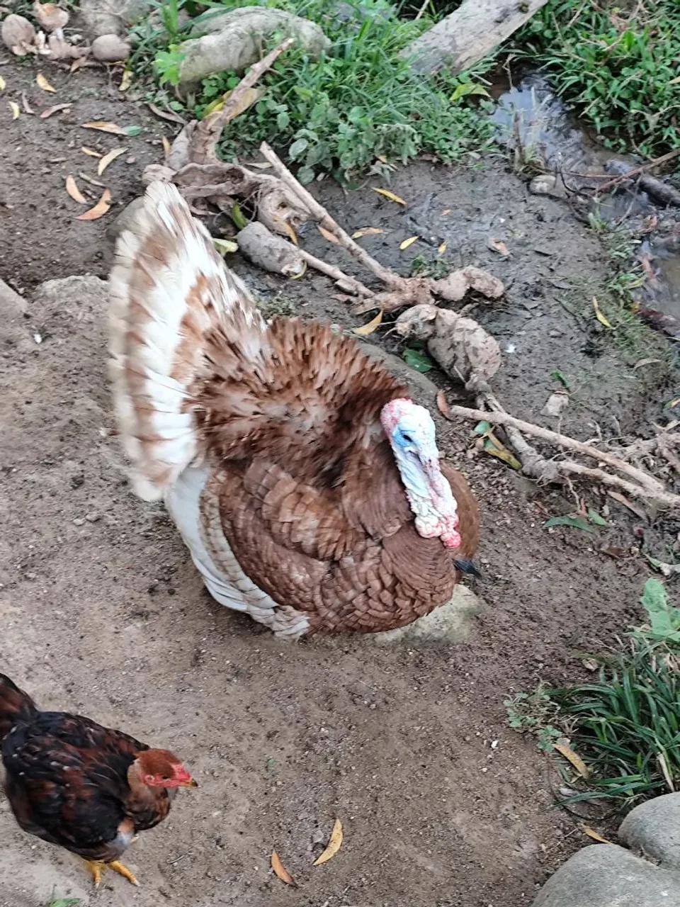 Peru para venda