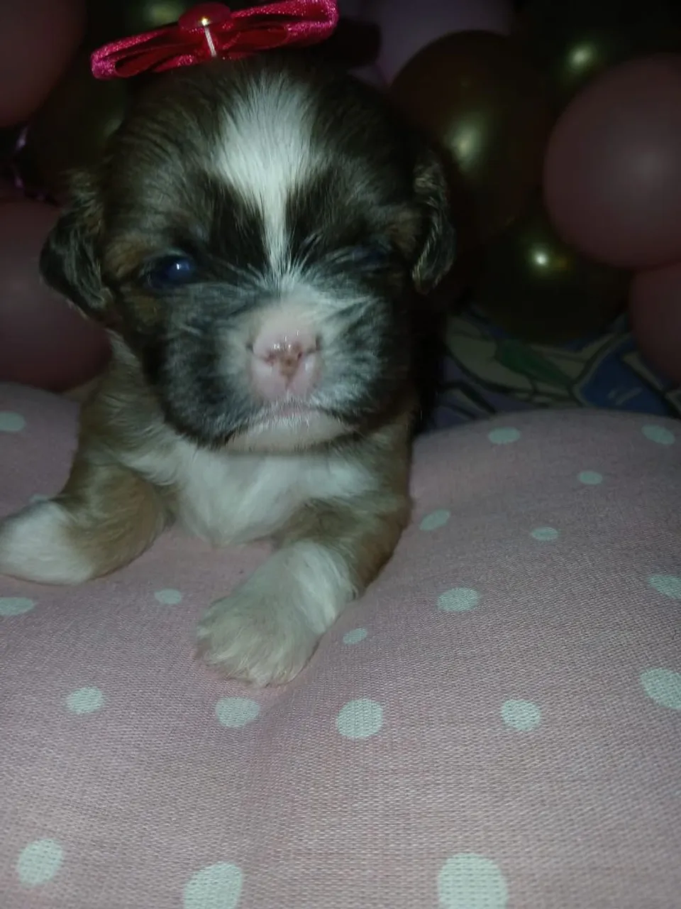 Filhote Shih Tzu