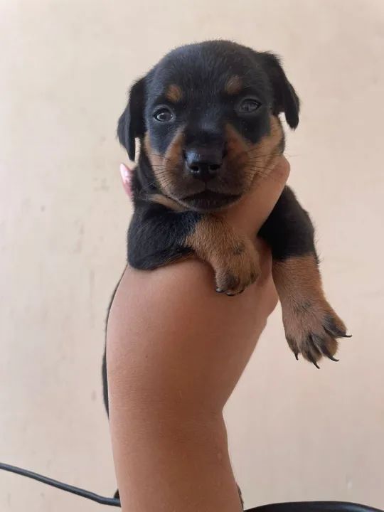 3 filhotes de Pinscher - Foto 4