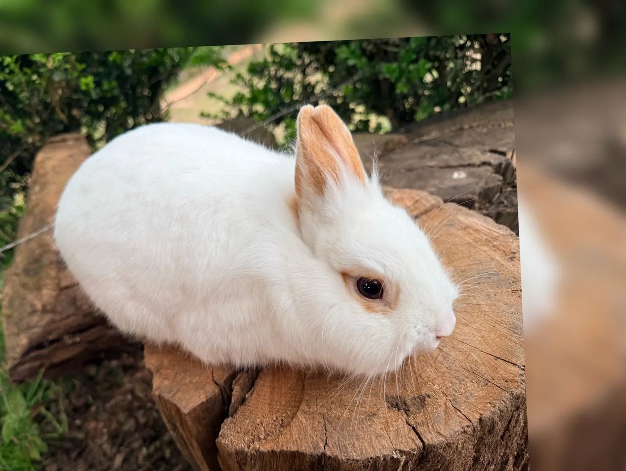 Vendo casal de mini laion anão 