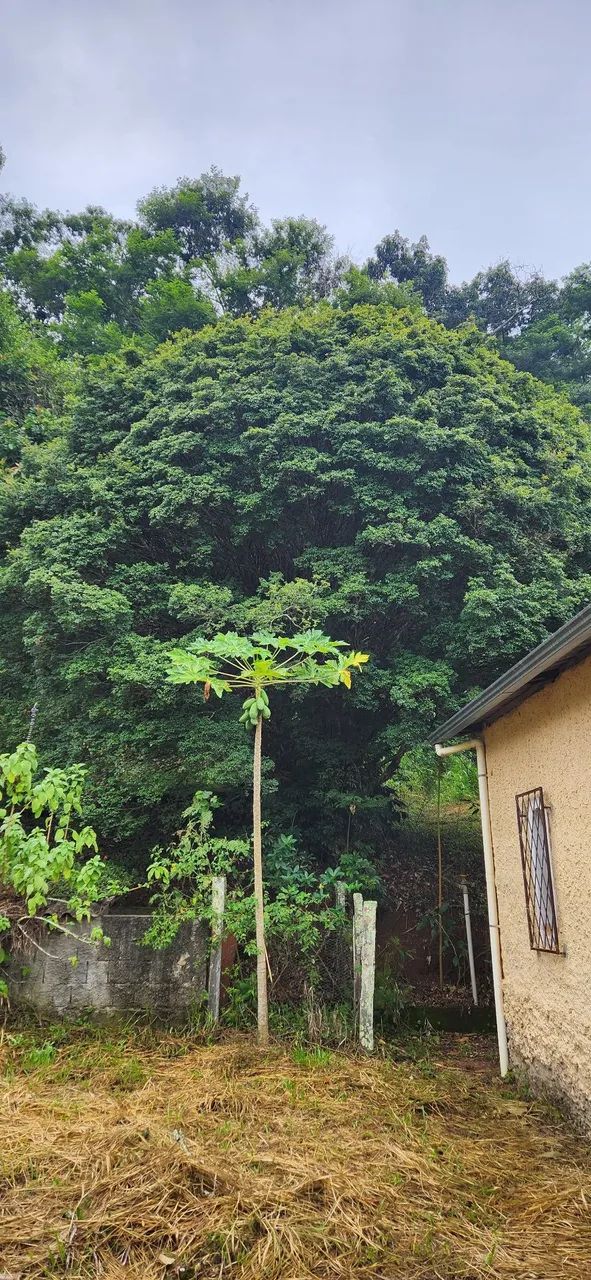 Vendo jaboticabeira adulta  - Foto 3