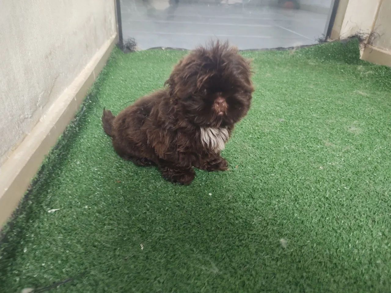 Shitzu fêmea e macho filhotes 