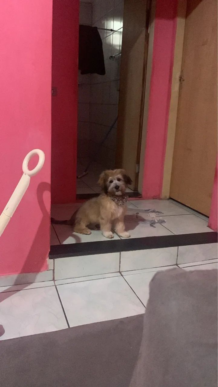 Filhote de Shih Tzu com lhasa apso 