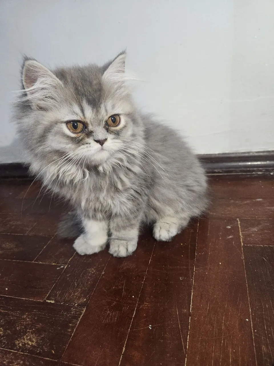 Gata Persa - Fofa e Carinhosa