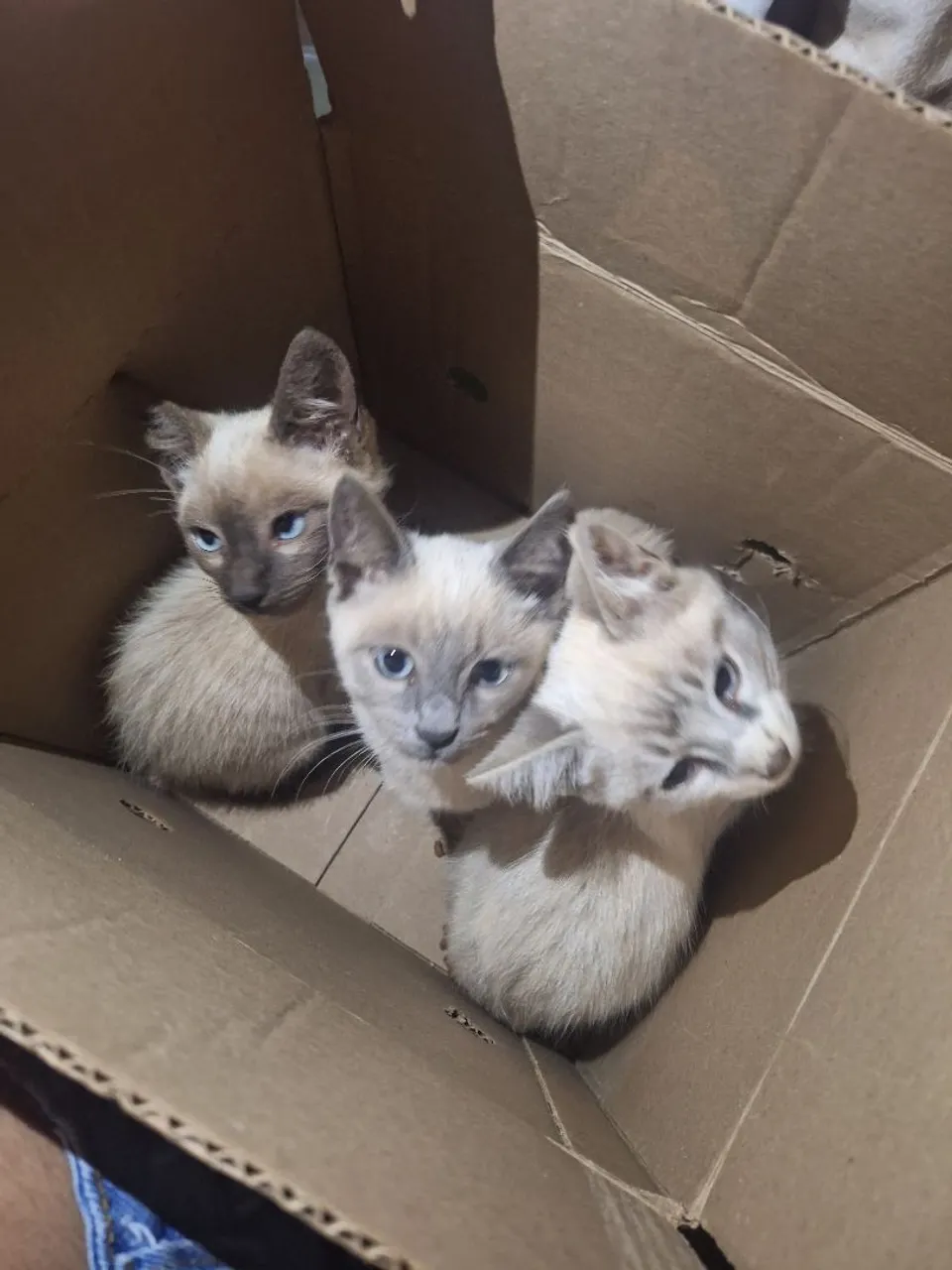 Gatinho siamês 