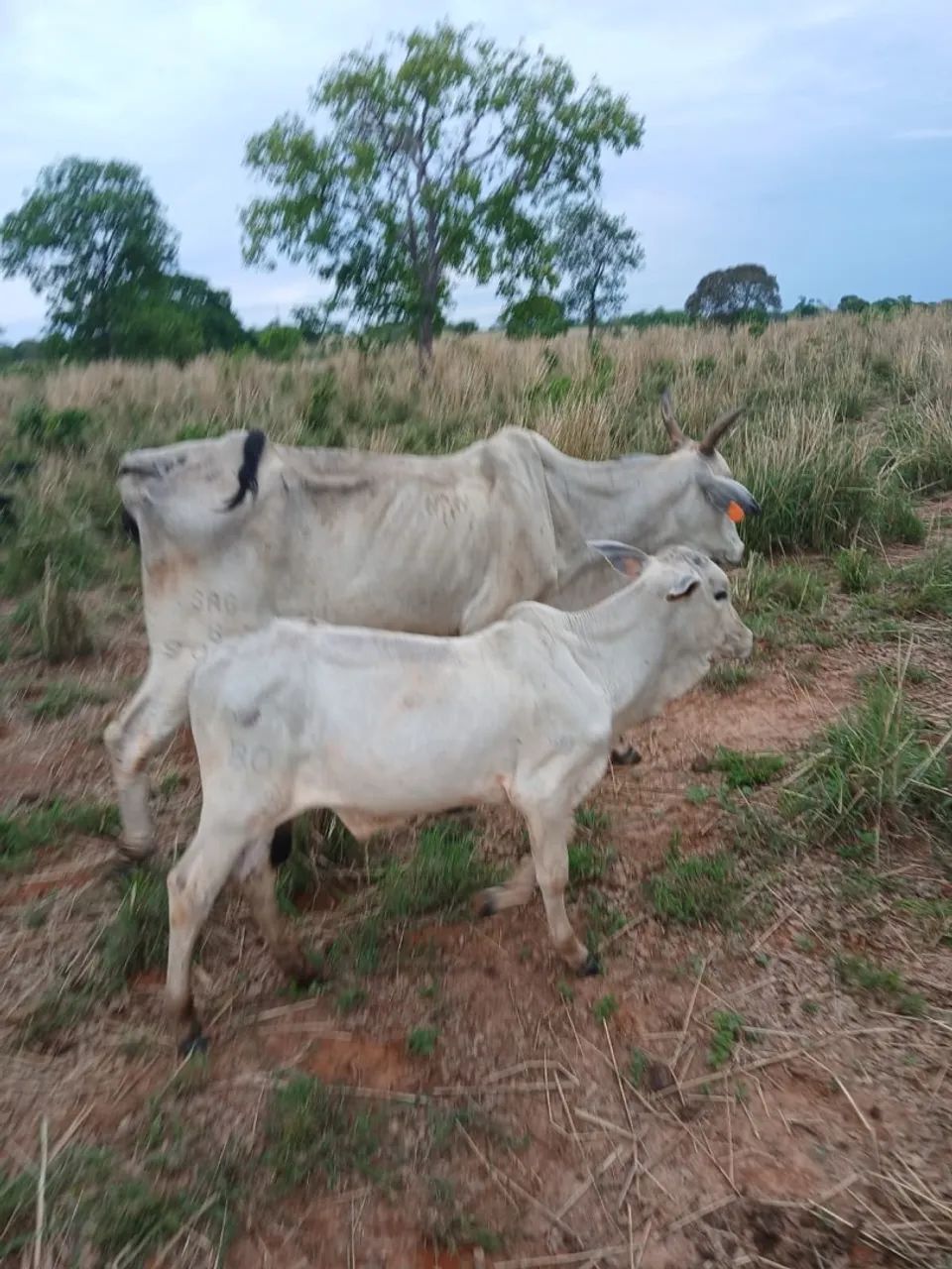 Vaca e bezerra para venda Nelore P.O