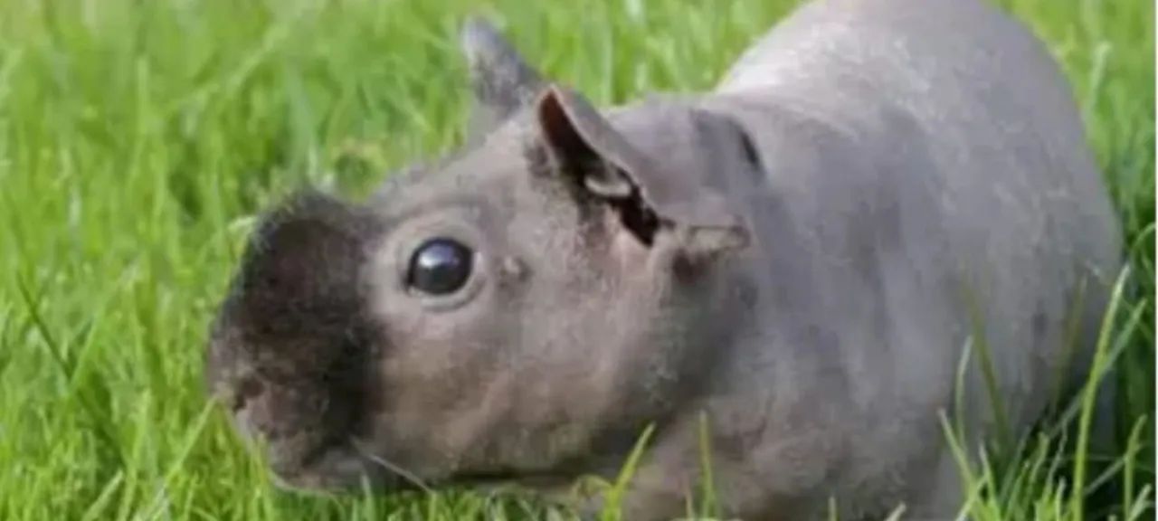 Porquinho da Índia Preto - Raro e Fofo - Foto 2