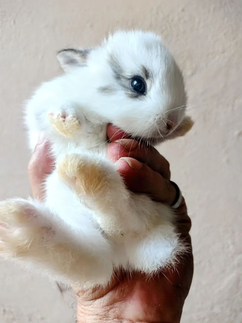 Míni Coelhos  - Foto 2