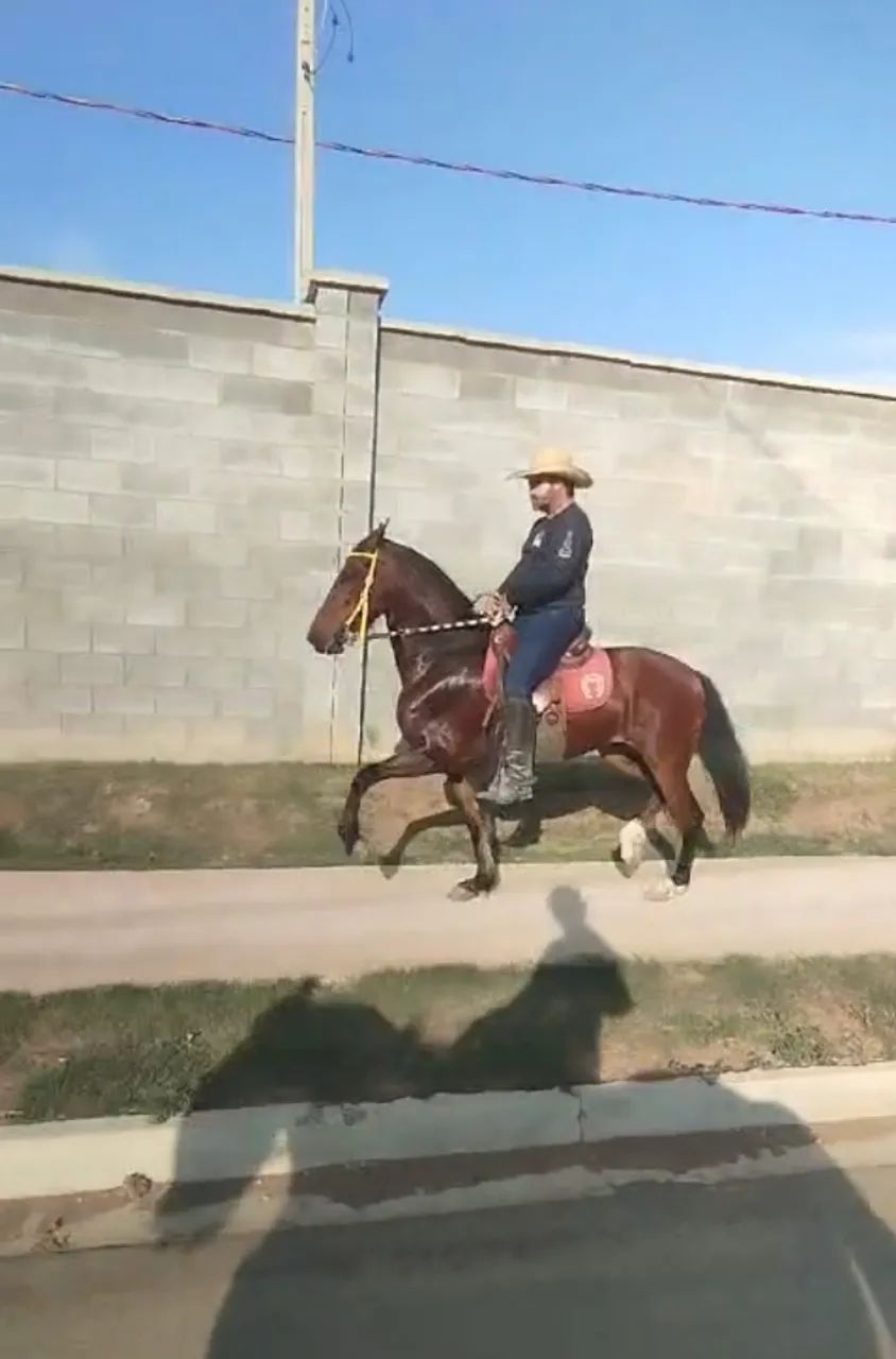 Égua mangalarga de pista (com premiação)  - Foto 2