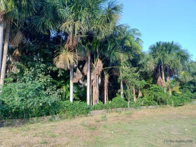 Vende-se terreno na Torquato Tapajós - Foto 6