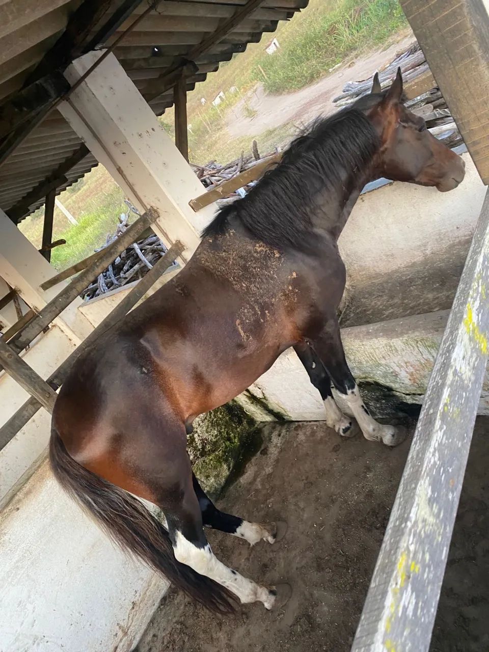 Mangalarga Marchador com Documento Cavalo de Marcha - Foto 2