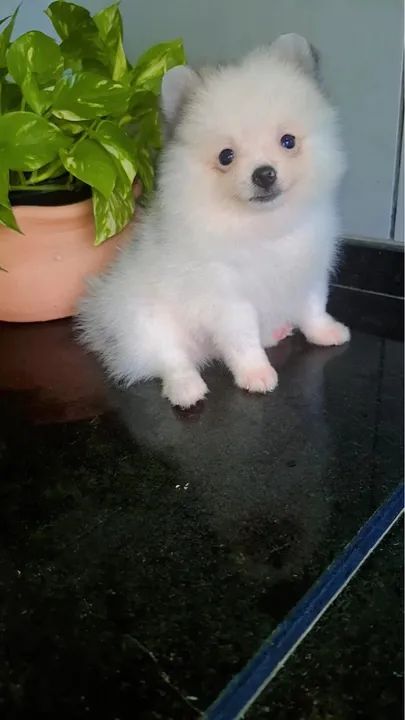 Spitz alemão macho parcelamos em 10x - Foto 3