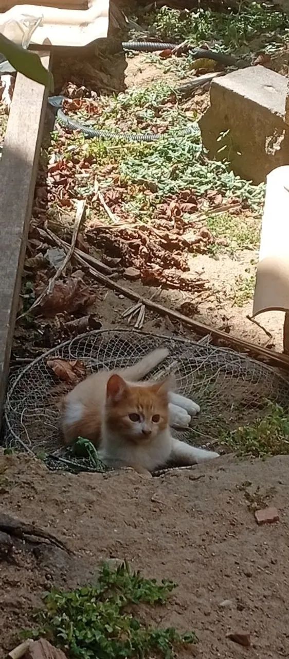 Filhote de gato  - Foto 3