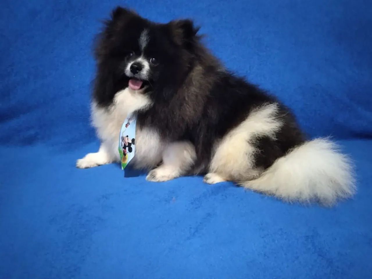 Spitz alemão anão (macho padreador adulto)