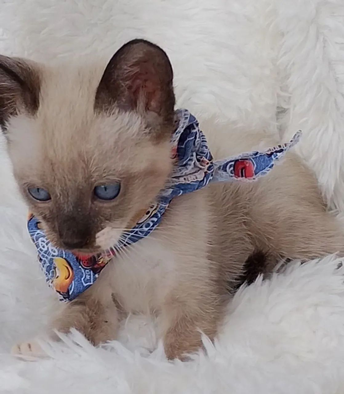 Gato snowshoe com 2 meses  - Foto 6