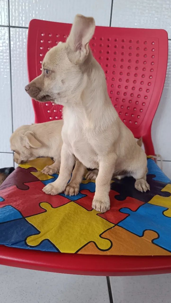 Machinho pinscher com chihuahua  - Foto 4