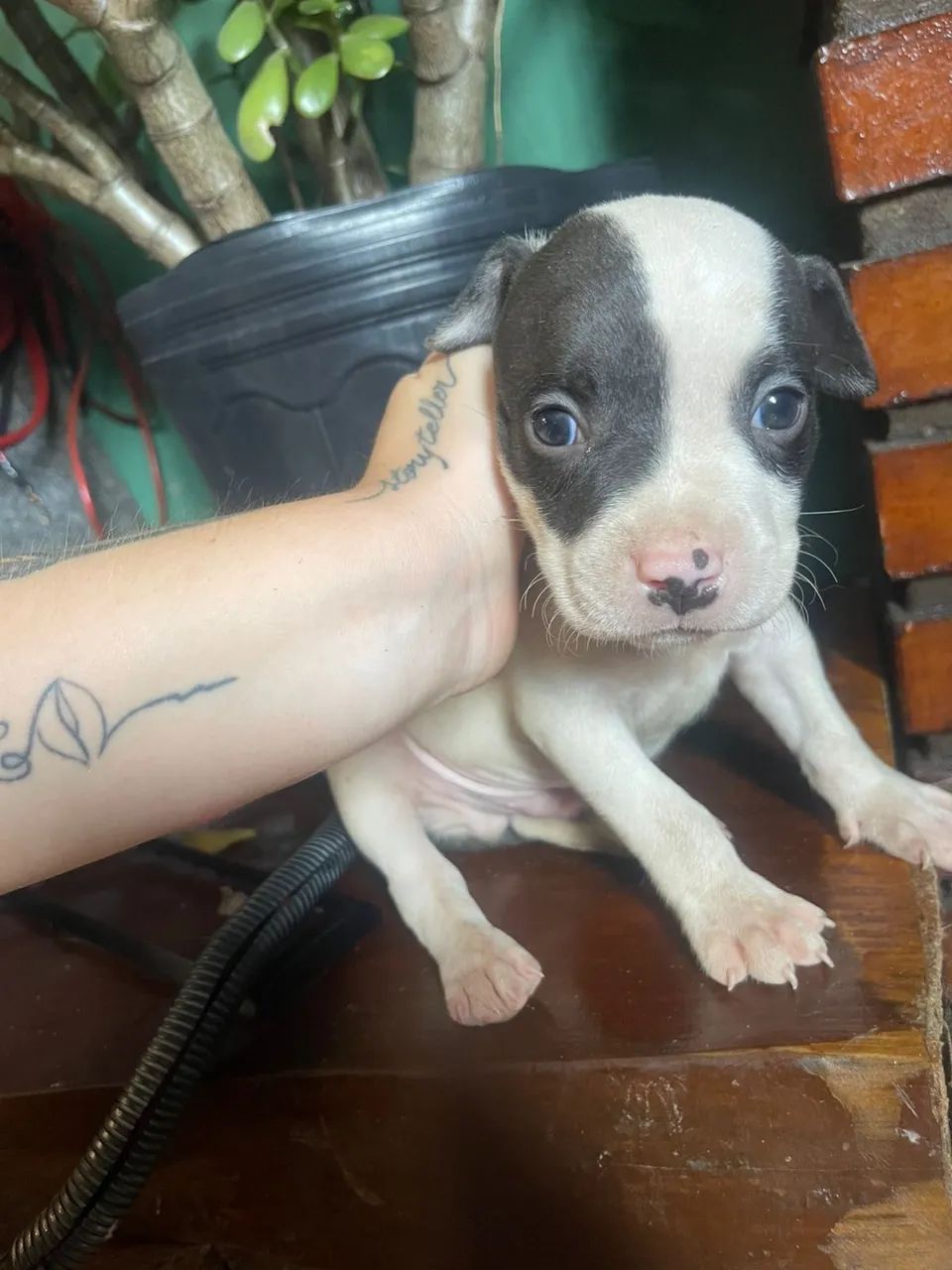 Lindos filhotes de pitbull  - Foto 5