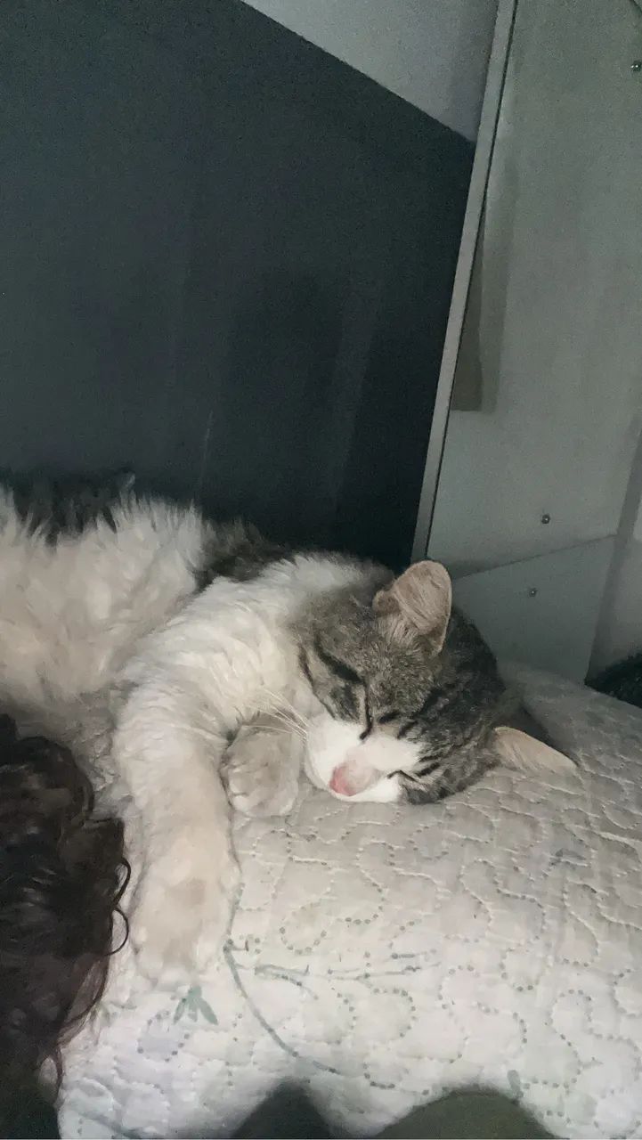 Doa-se Gato