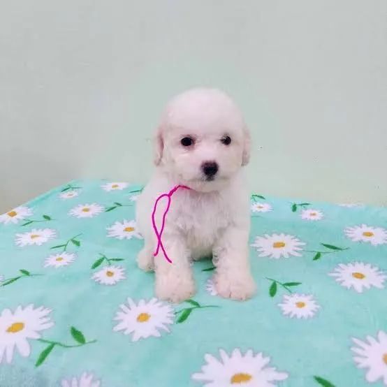 Poodle toy filhotes 
