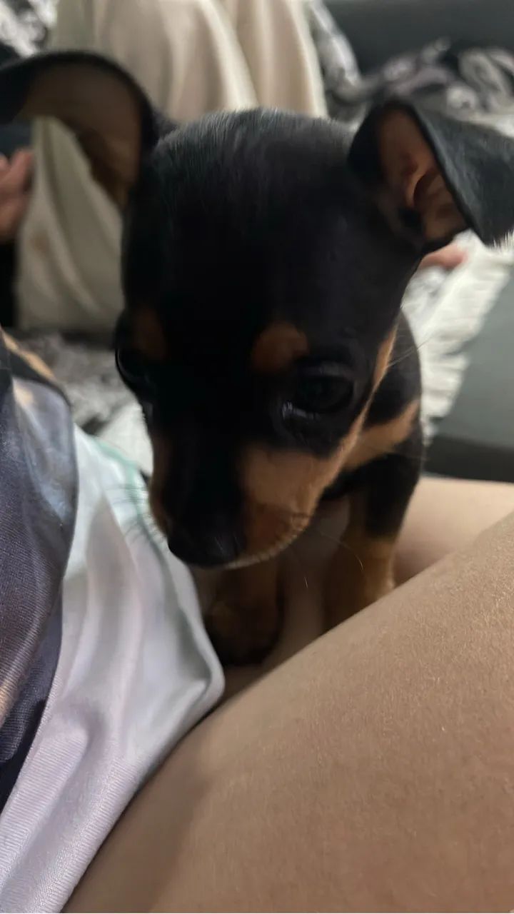 Pinscher 0 - Foto 3