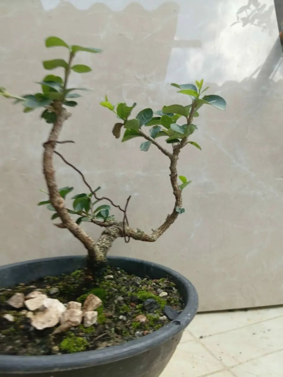 Bonsai pequeno de acerola - Foto 5