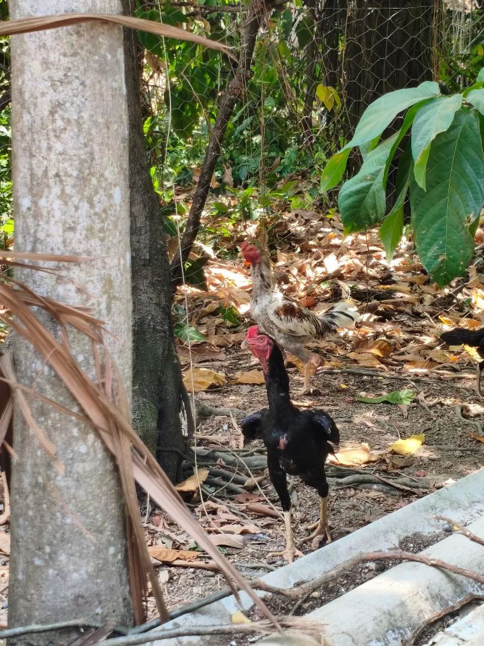 Frango galo  - Foto 4