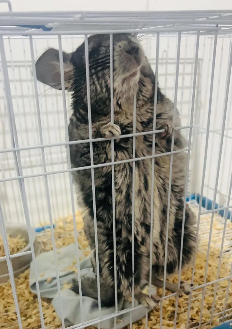 Chinchila+Gaiola+Alfalfa+Ração+Comedouro+Bebedouro - Foto 6